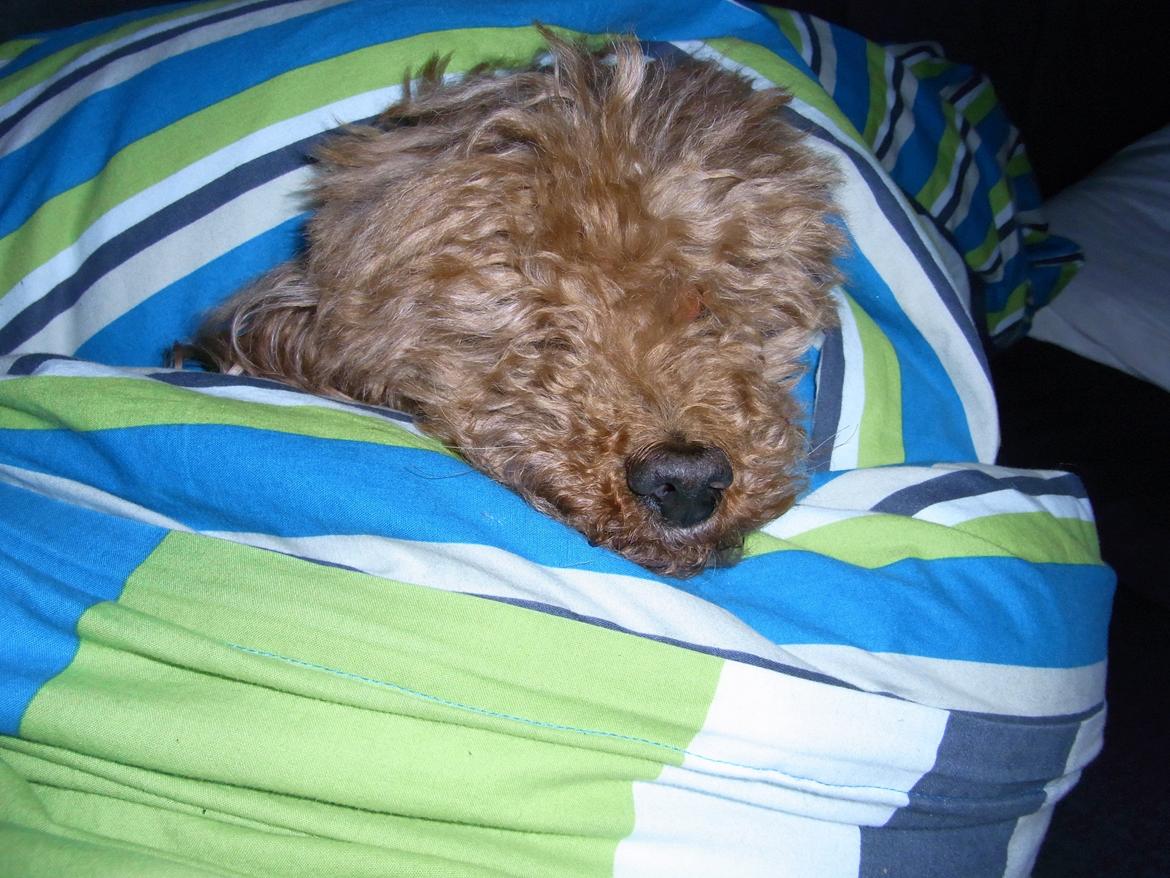 Mellempuddel Hotson billede 7