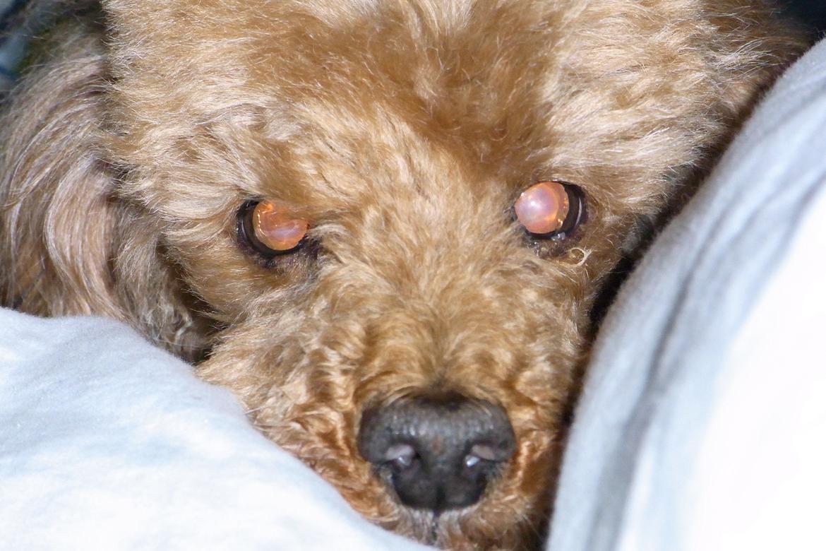 Mellempuddel Hotson billede 8