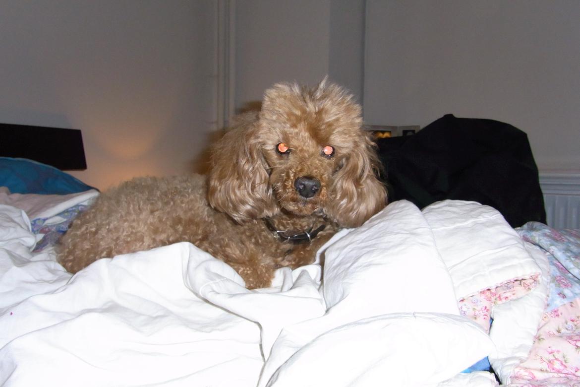 Mellempuddel Hotson billede 9