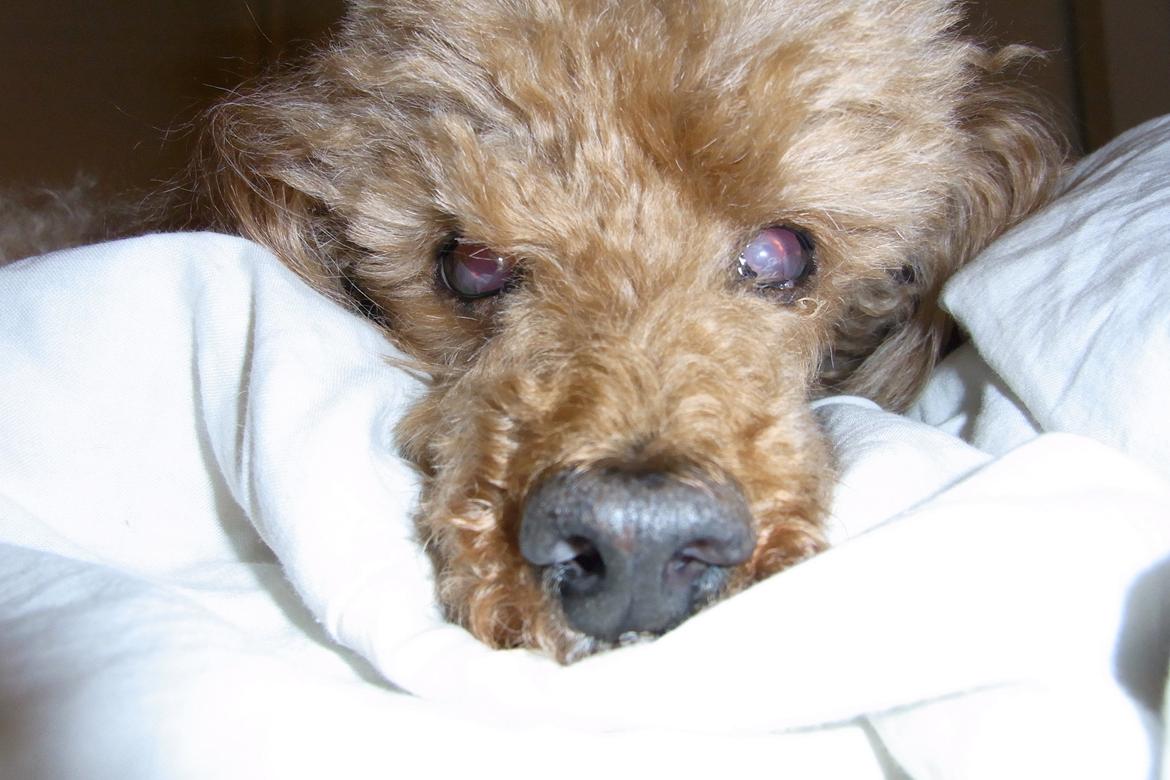 Mellempuddel Hotson billede 10