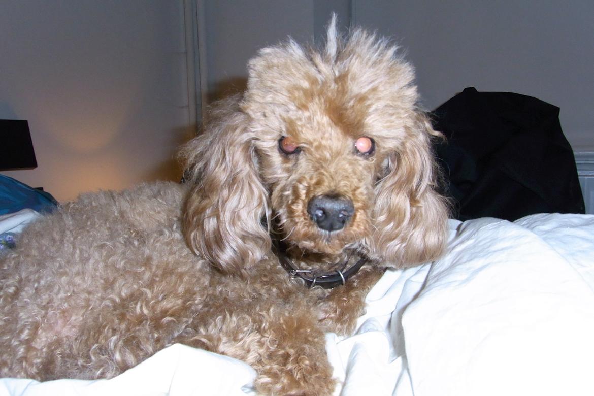 Mellempuddel Hotson billede 11