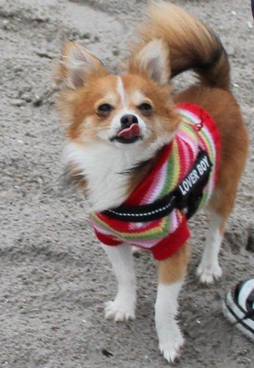 Blanding af racer Eigiel - "Mmm den godbid ser BARE go' ud" billede 1