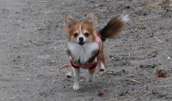 Blanding af racer Eigiel - " Se lige mig mor, på fuldspring på ét ben" billede 19