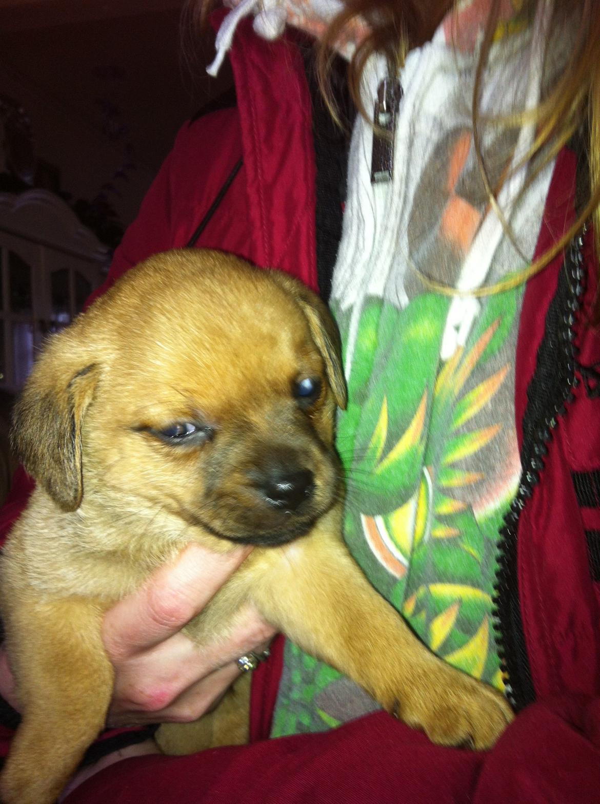 Blanding af racer prop - den dag han blev døbt  billede 6