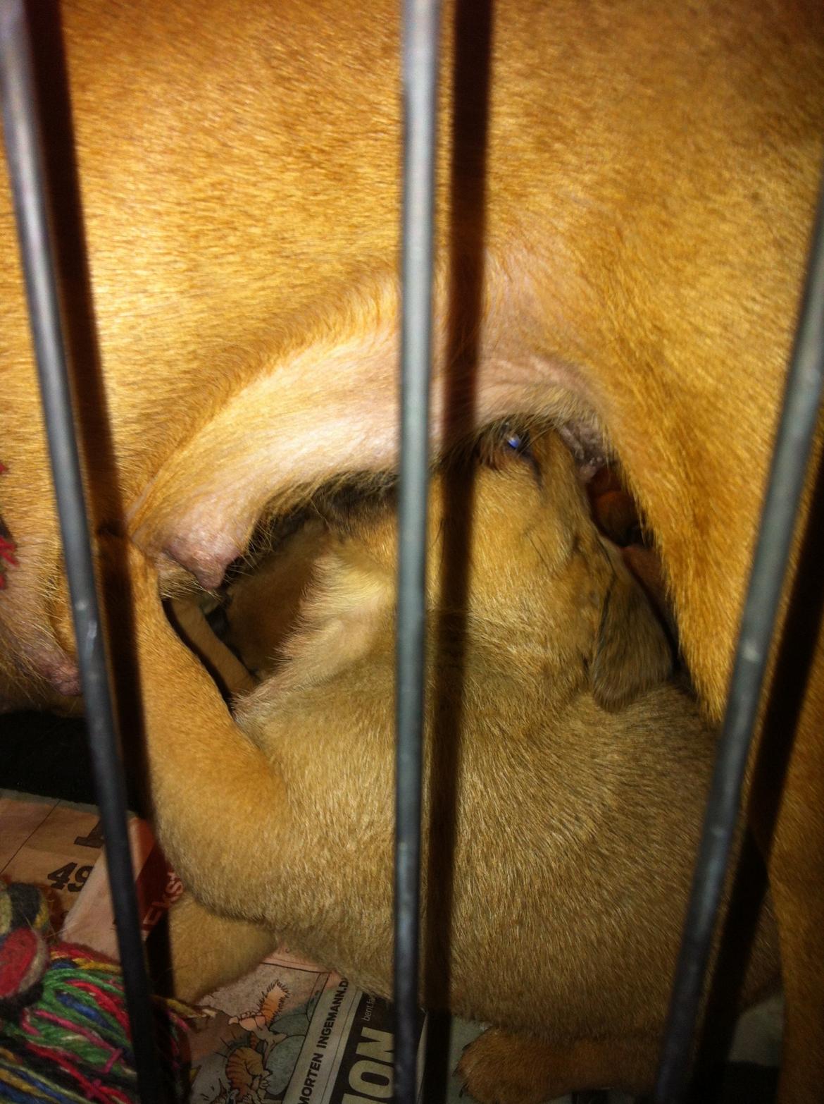 Blanding af racer prop billede 7