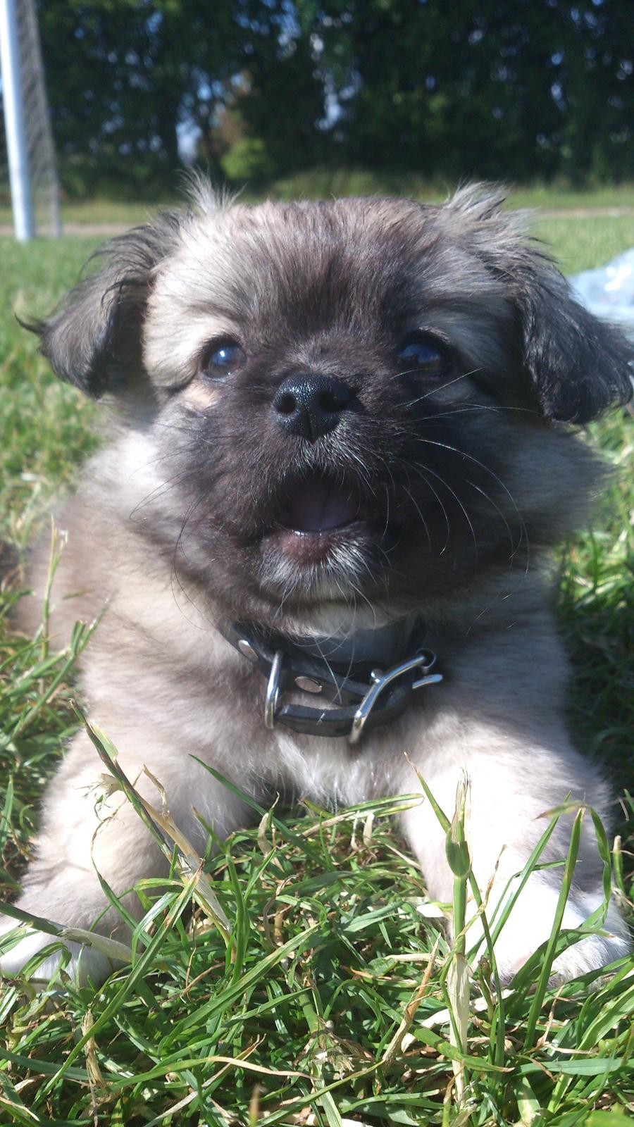 Blanding af racer Lola billede 9