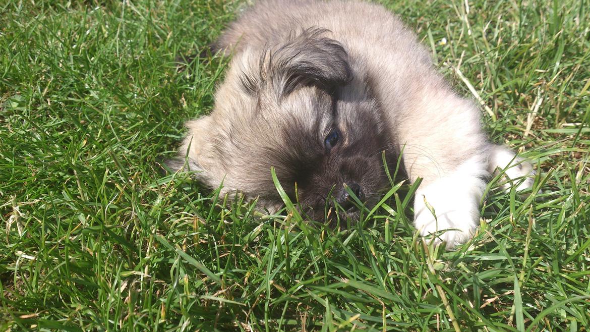 Blanding af racer Lola billede 10