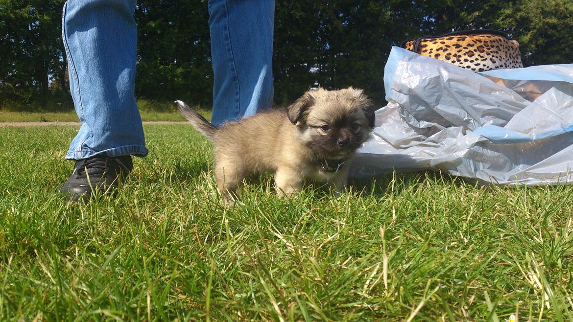 Blanding af racer Lola billede 11