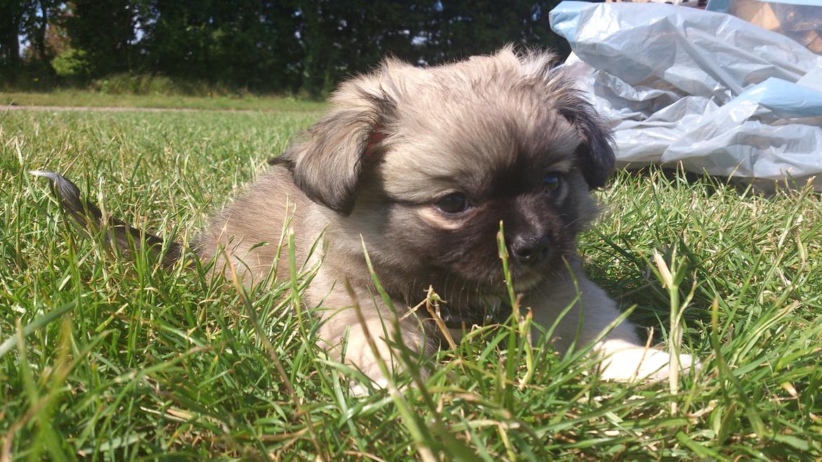 Blanding af racer Lola billede 12