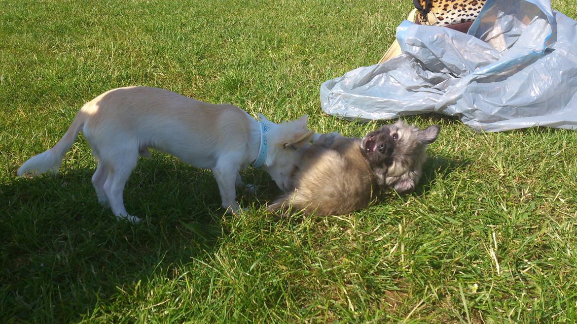 Blanding af racer Lola billede 13