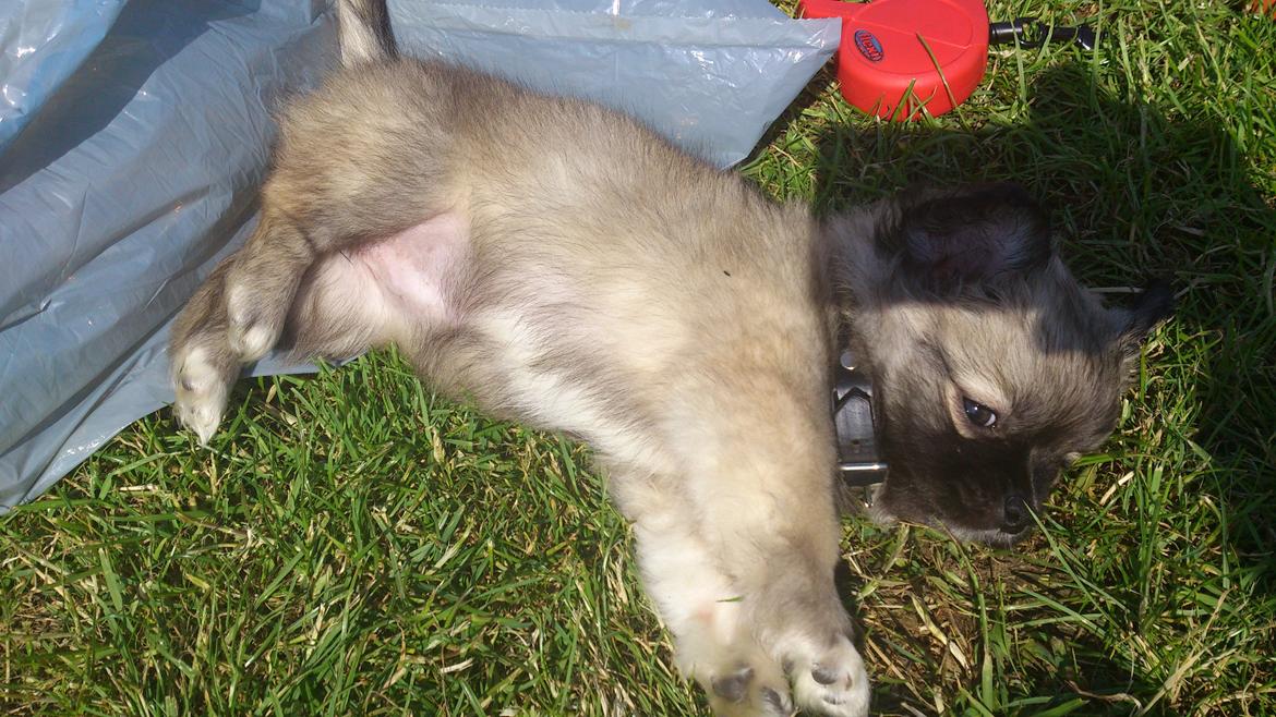 Blanding af racer Lola billede 14