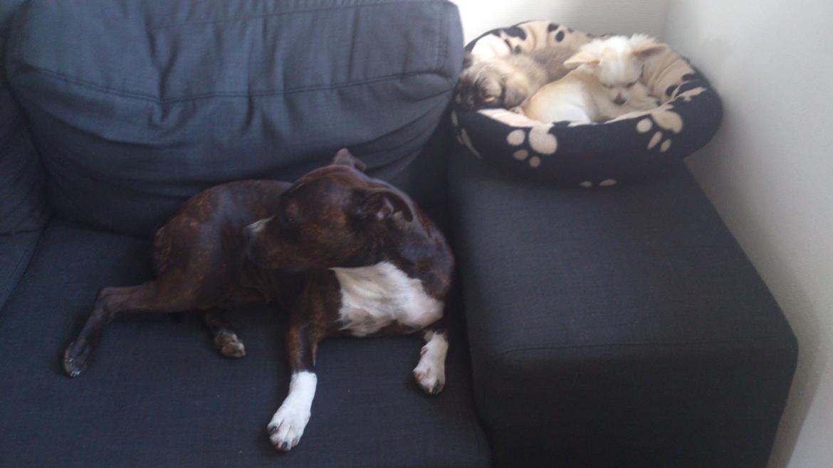 Blanding af racer Lola billede 15