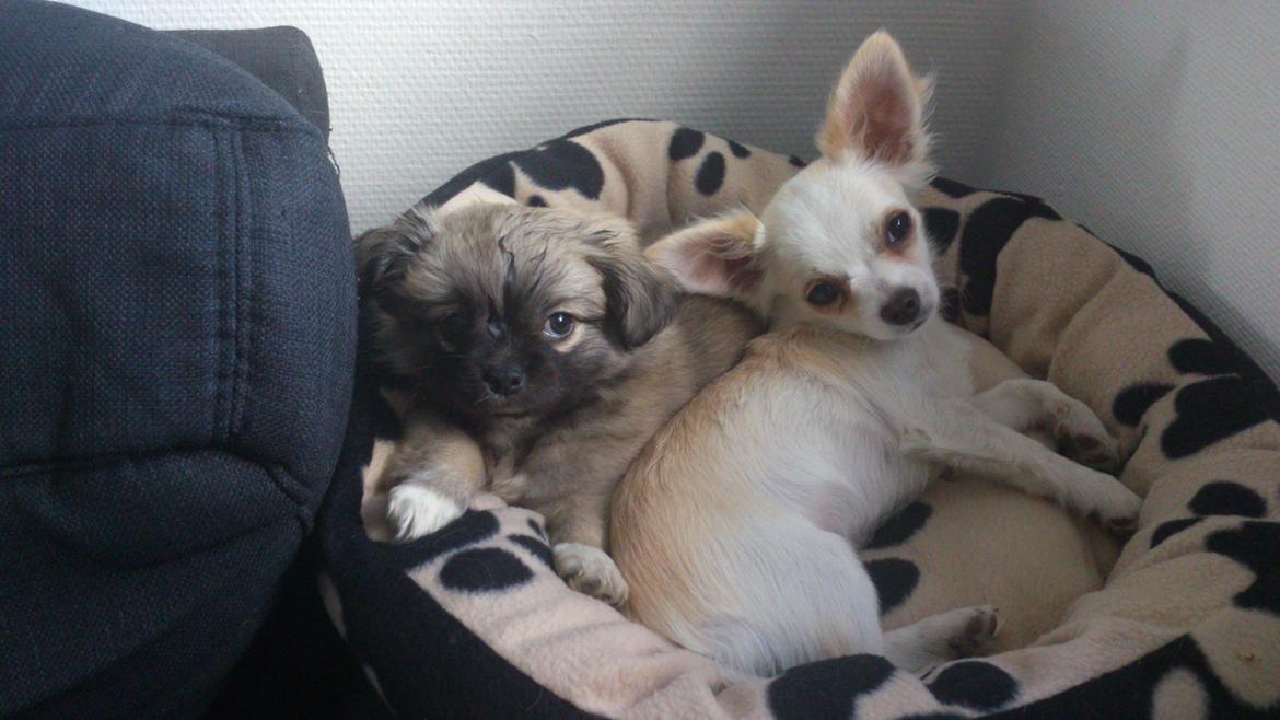 Blanding af racer Lola billede 16