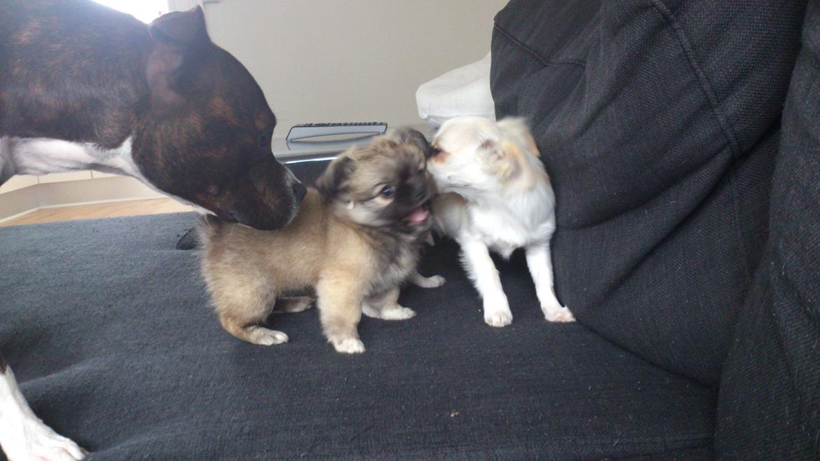 Blanding af racer Lola billede 17