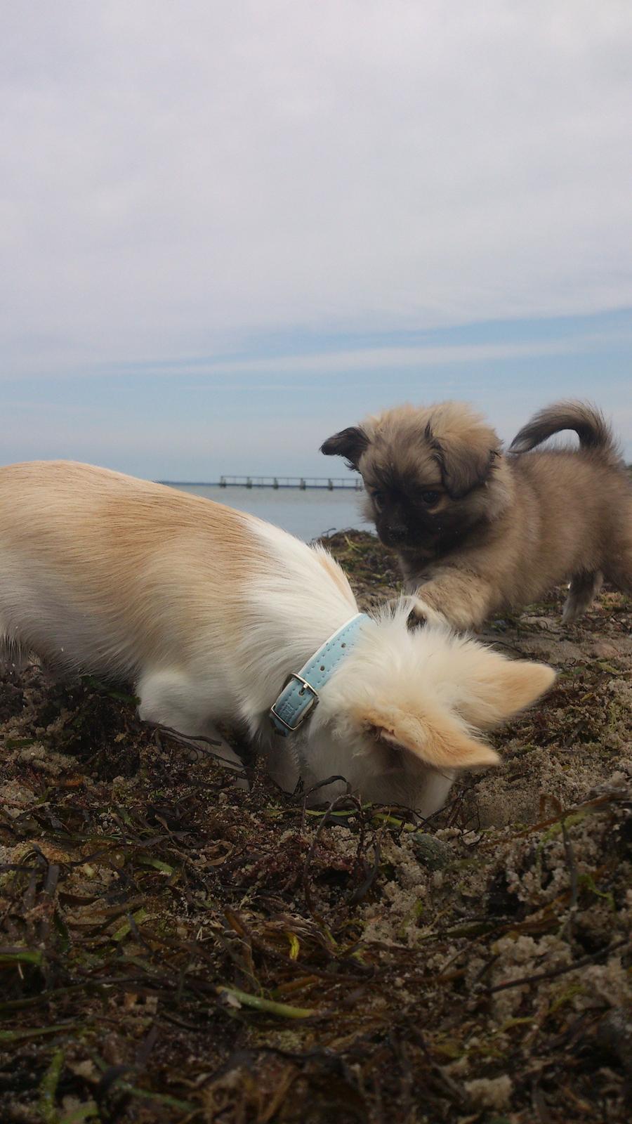 Blanding af racer Lola billede 18