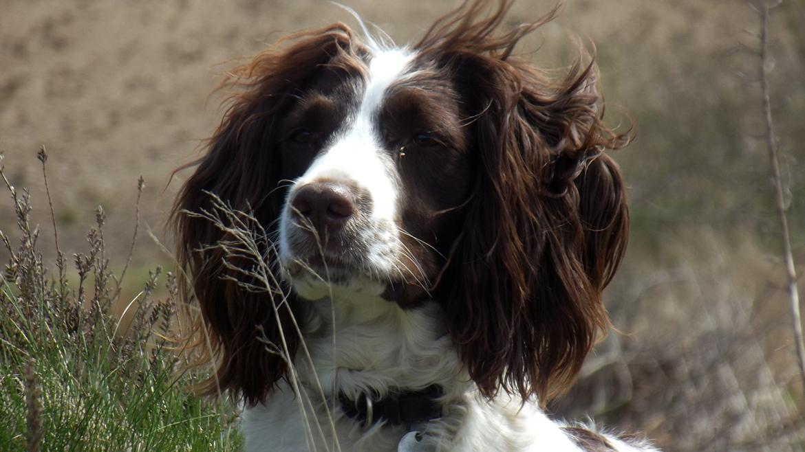 Engelsk springer spaniel Troja billede 6