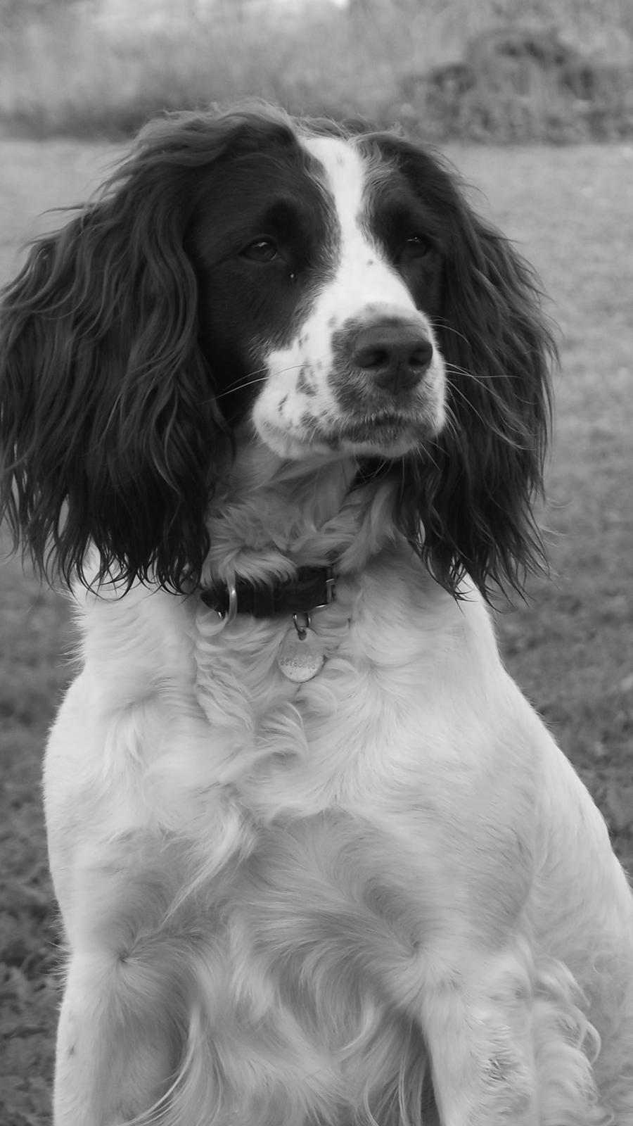 Engelsk springer spaniel Troja billede 13