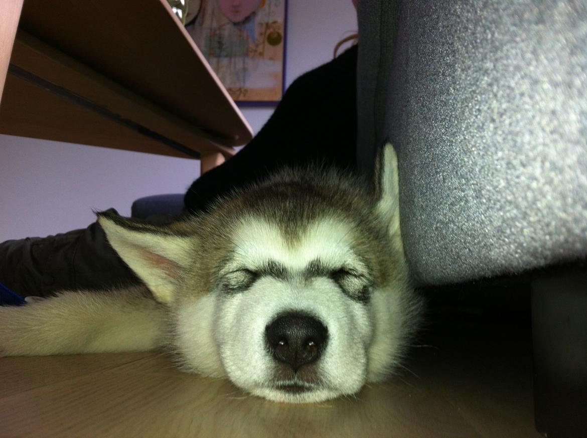 Alaskan malamute Odin billede 1