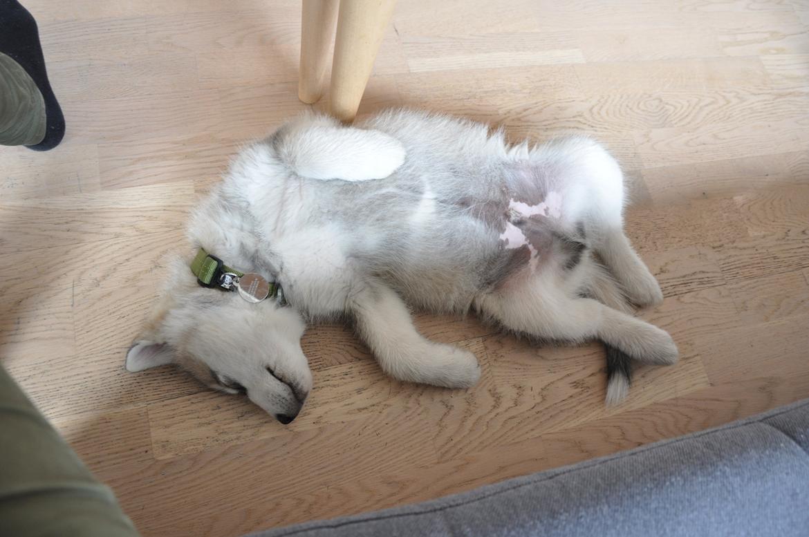 Alaskan malamute Odin billede 4