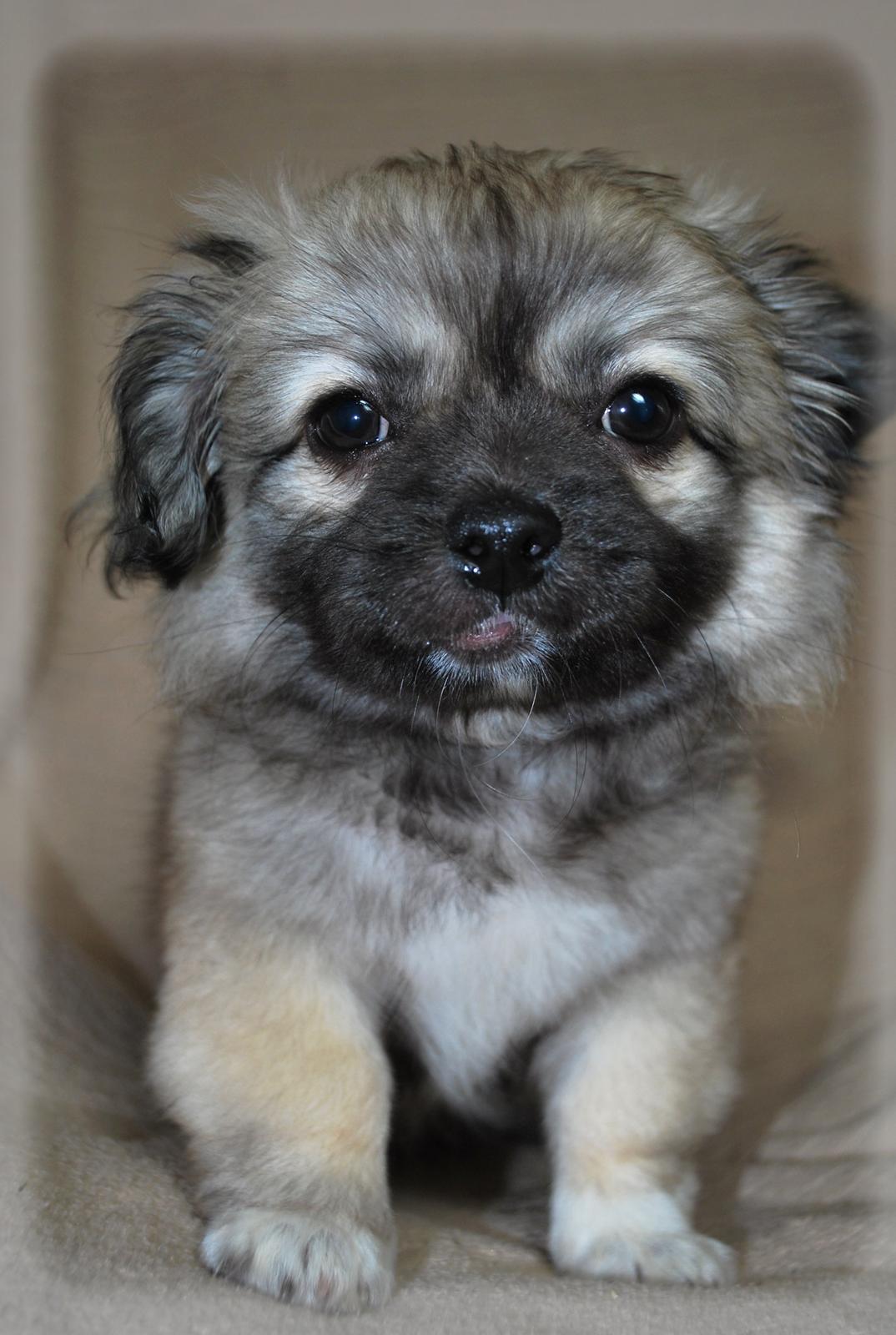 Blanding af racer Lola billede 2