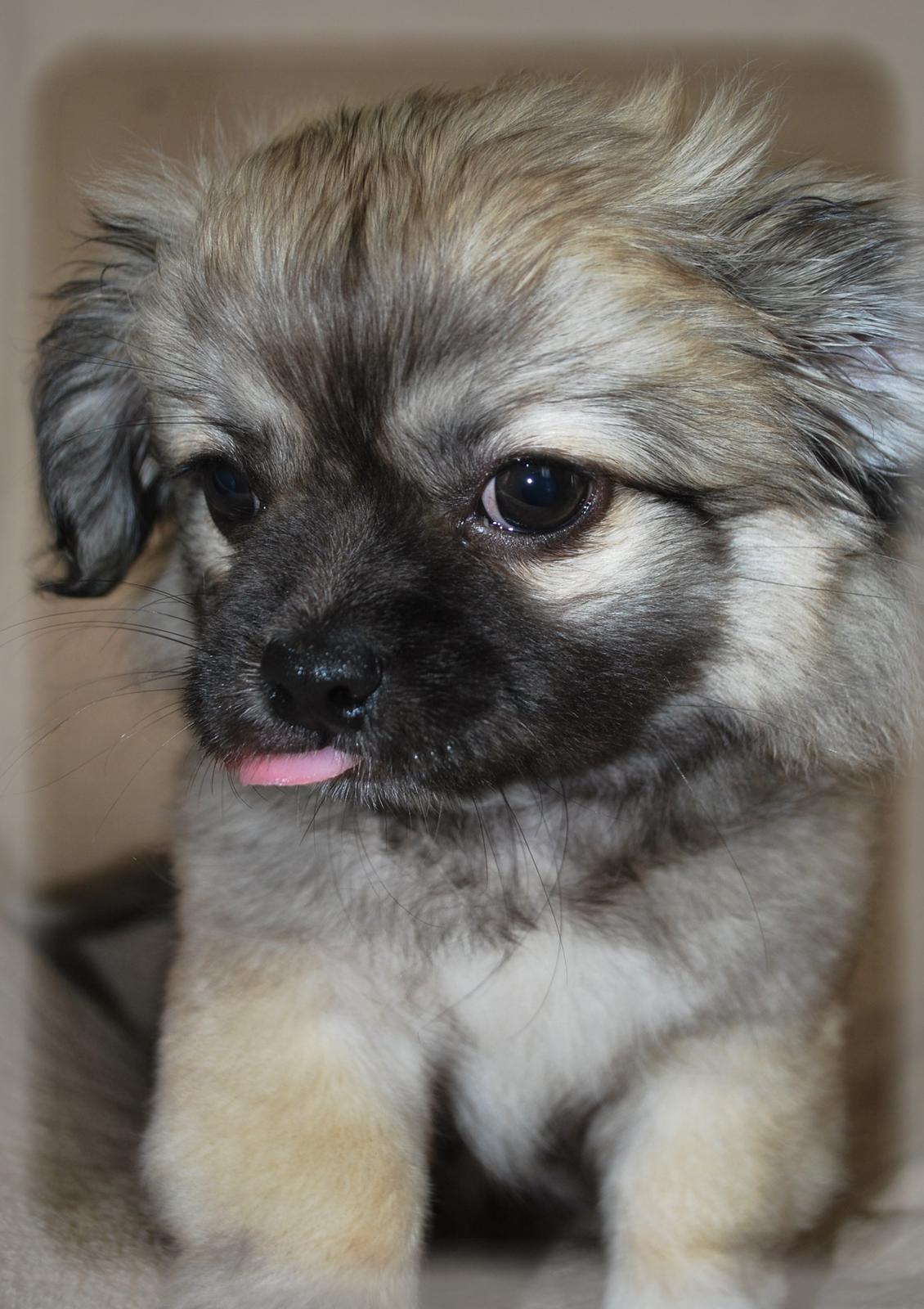 Blanding af racer Lola billede 7