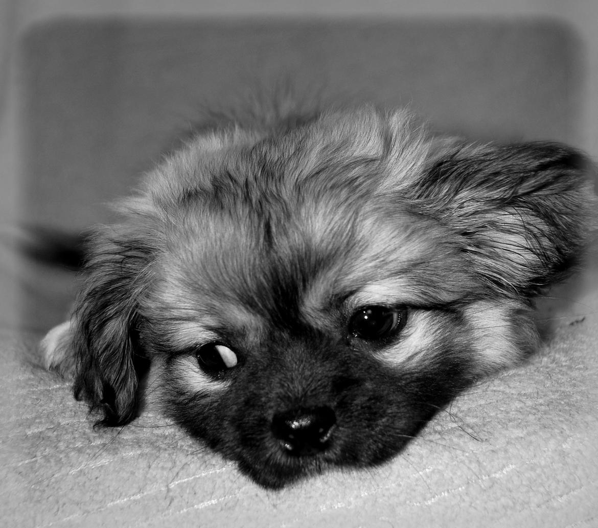 Blanding af racer Lola billede 6