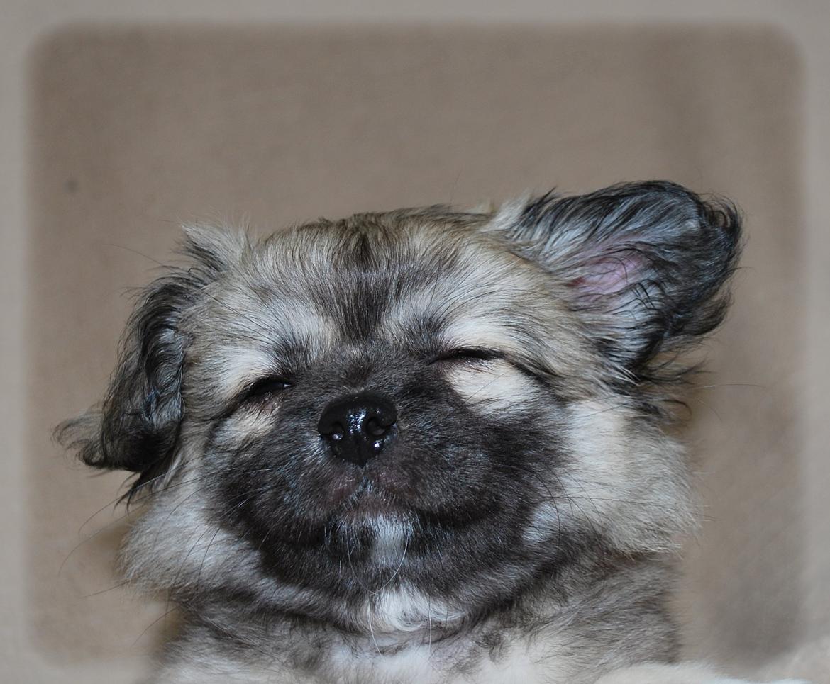 Blanding af racer Lola billede 3