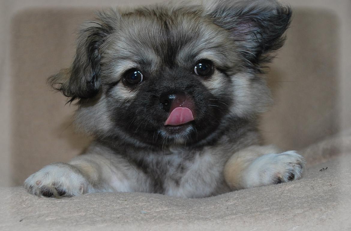 Blanding af racer Lola billede 5