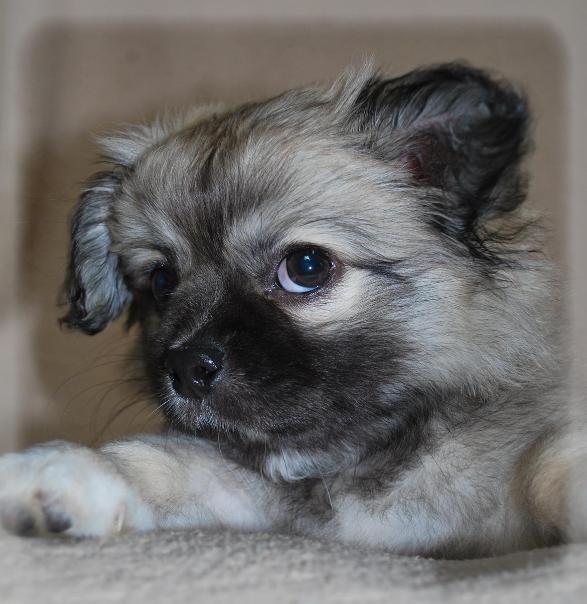 Blanding af racer Lola billede 4