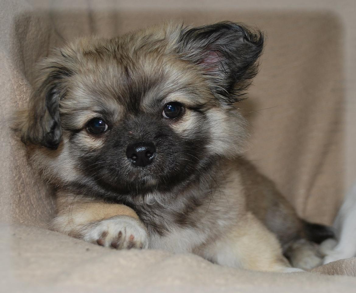 Blanding af racer Lola billede 1