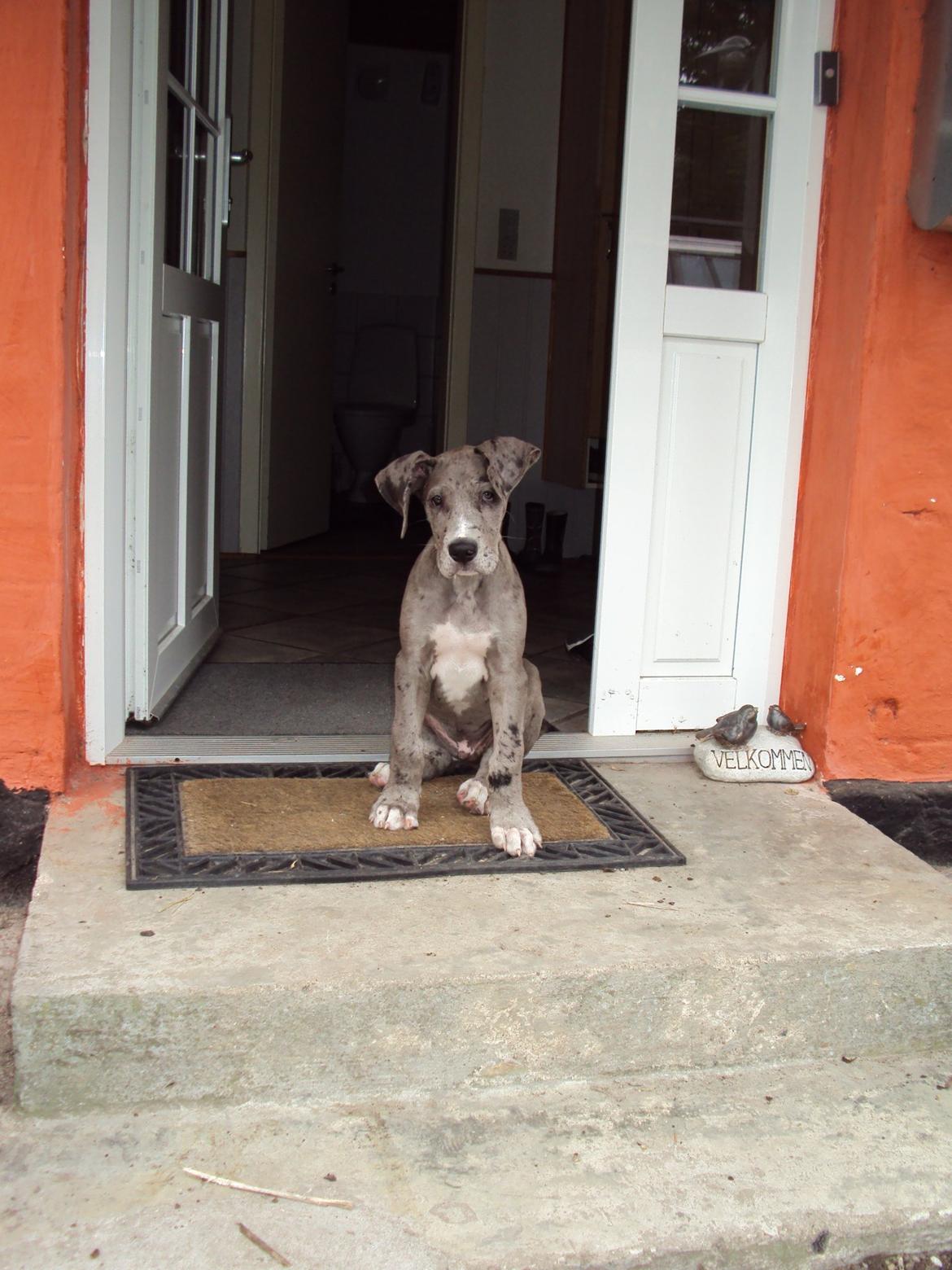 Grand danois Kenzo ( Himmel hund ) - Mit nye hjem og her vogter jeg! billede 35