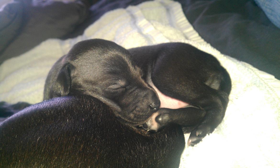 Italiensk mynde Athena billede 1