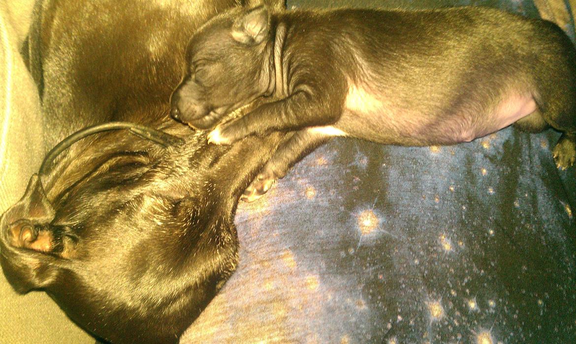 Italiensk mynde Athena billede 3