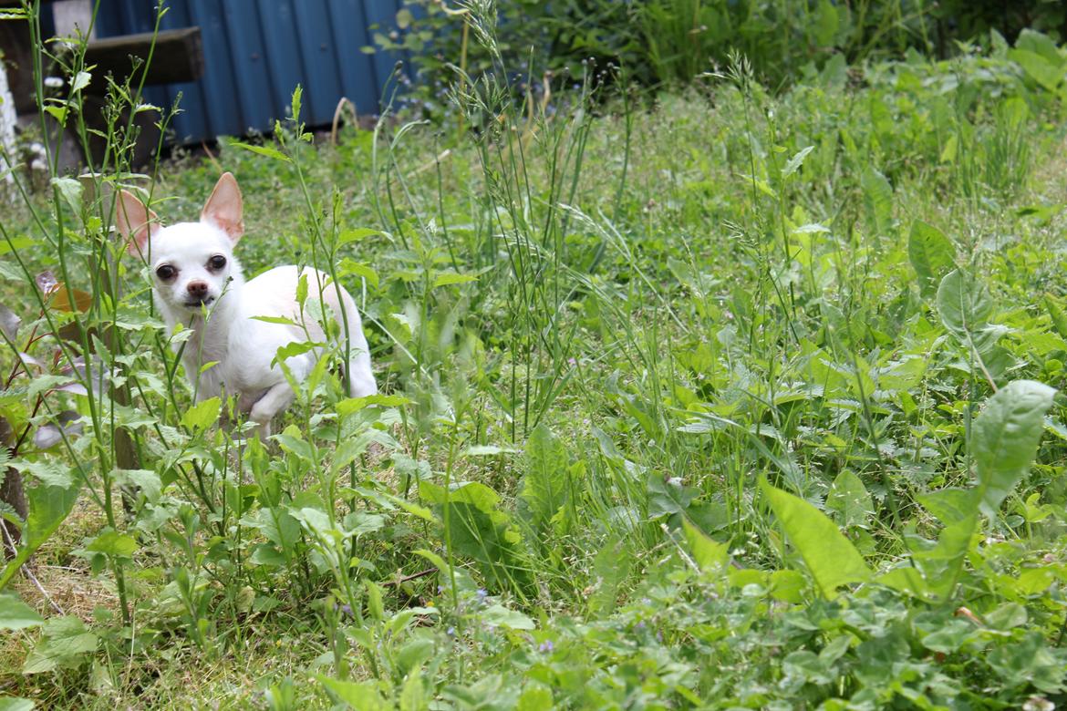 Chihuahua Gizmo billede 9
