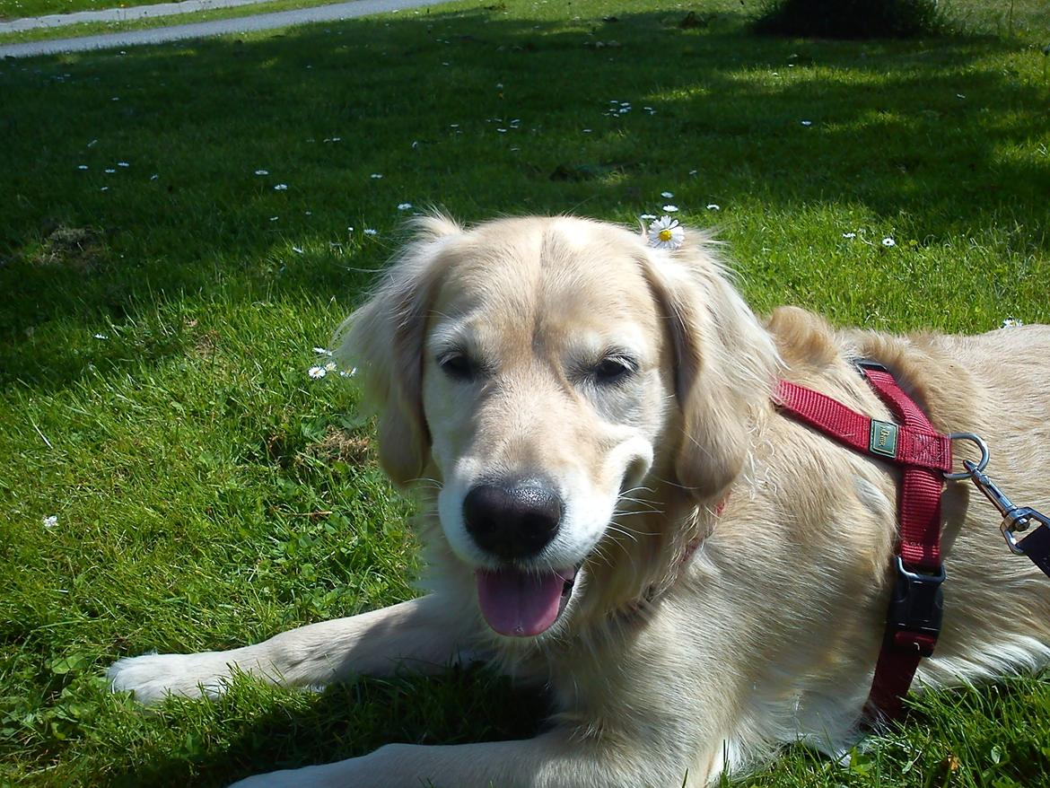 Golden retriever Niclanoma's Krongaard Tikka - Solgt :'( - 15) Nyder solen.. (Før hun blev solgt.) billede 15