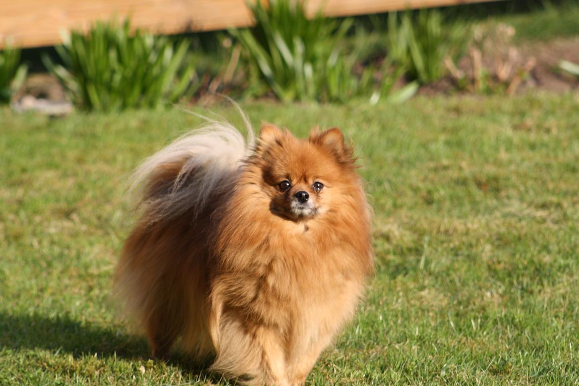 Pomeranian Chicco - Chicco 5 år billede 1