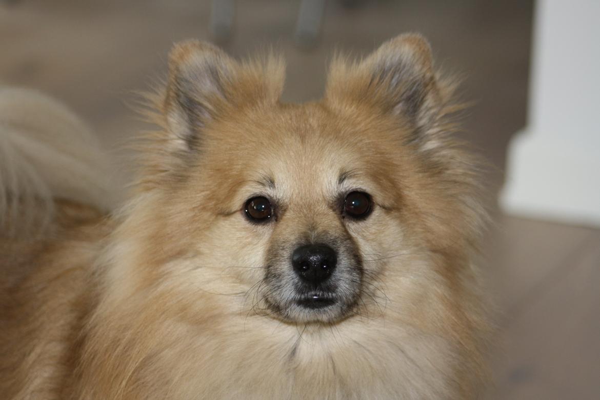 Pomeranian Diego - Diego 6 år billede 20