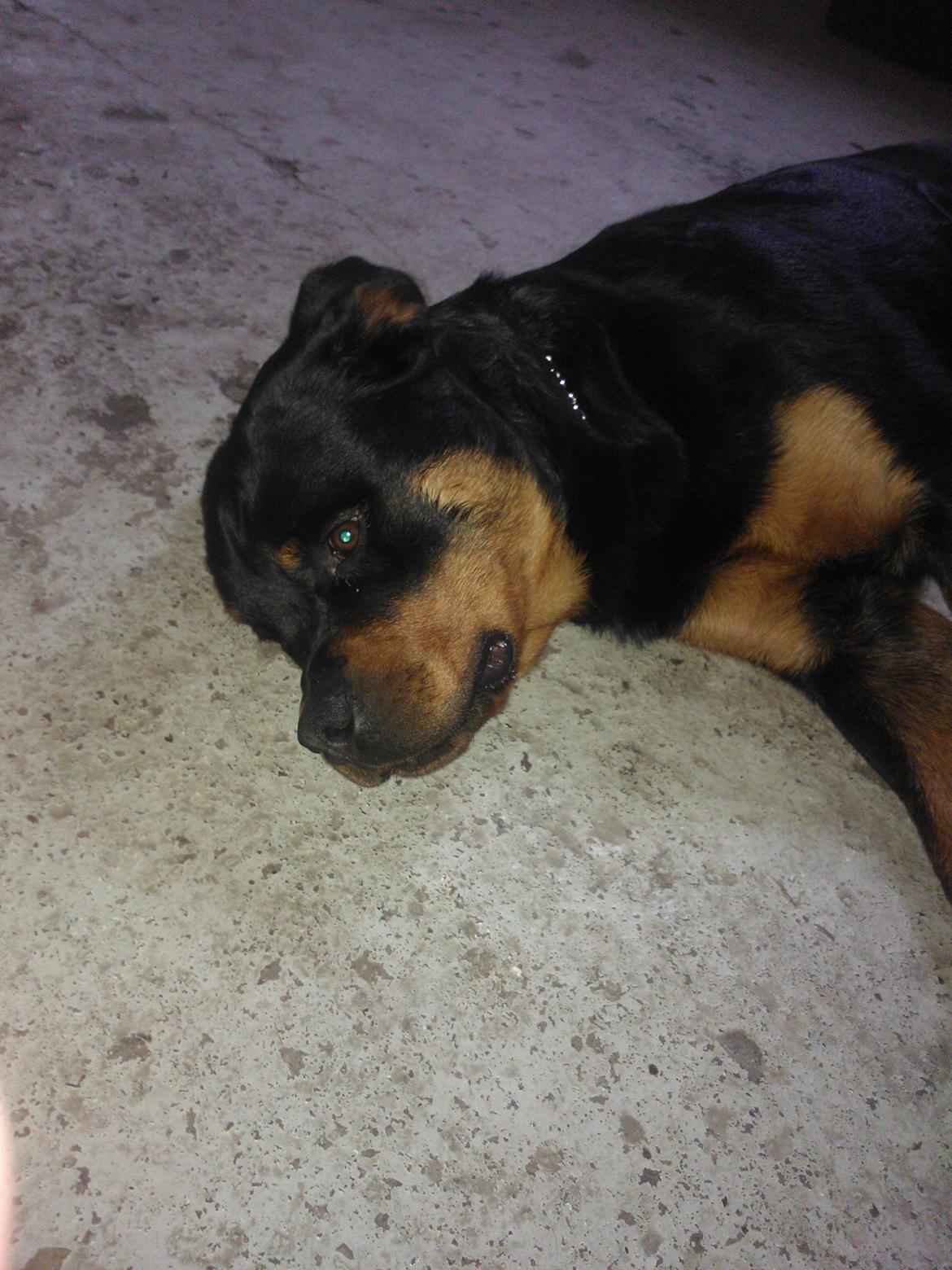 Rottweiler Vom Hause Luna's Nelson billede 1