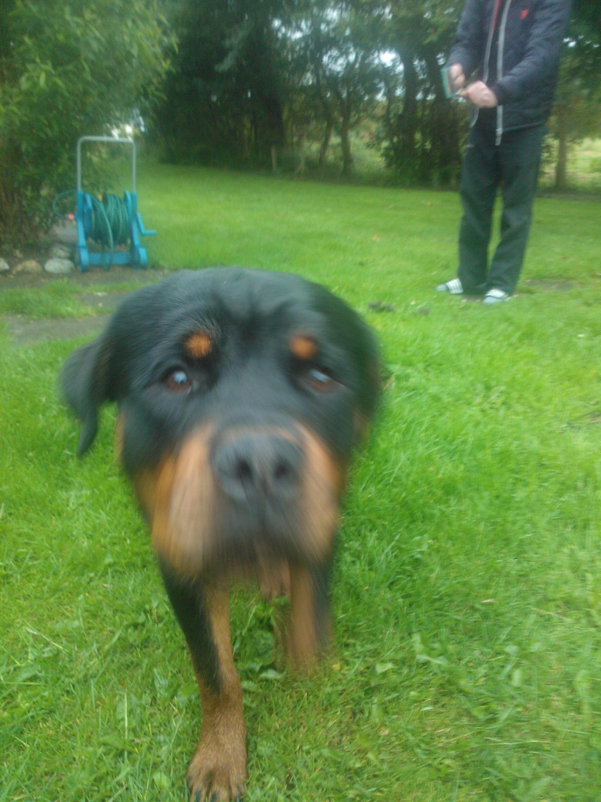 Rottweiler Vom Hause Luna's Nelson billede 2