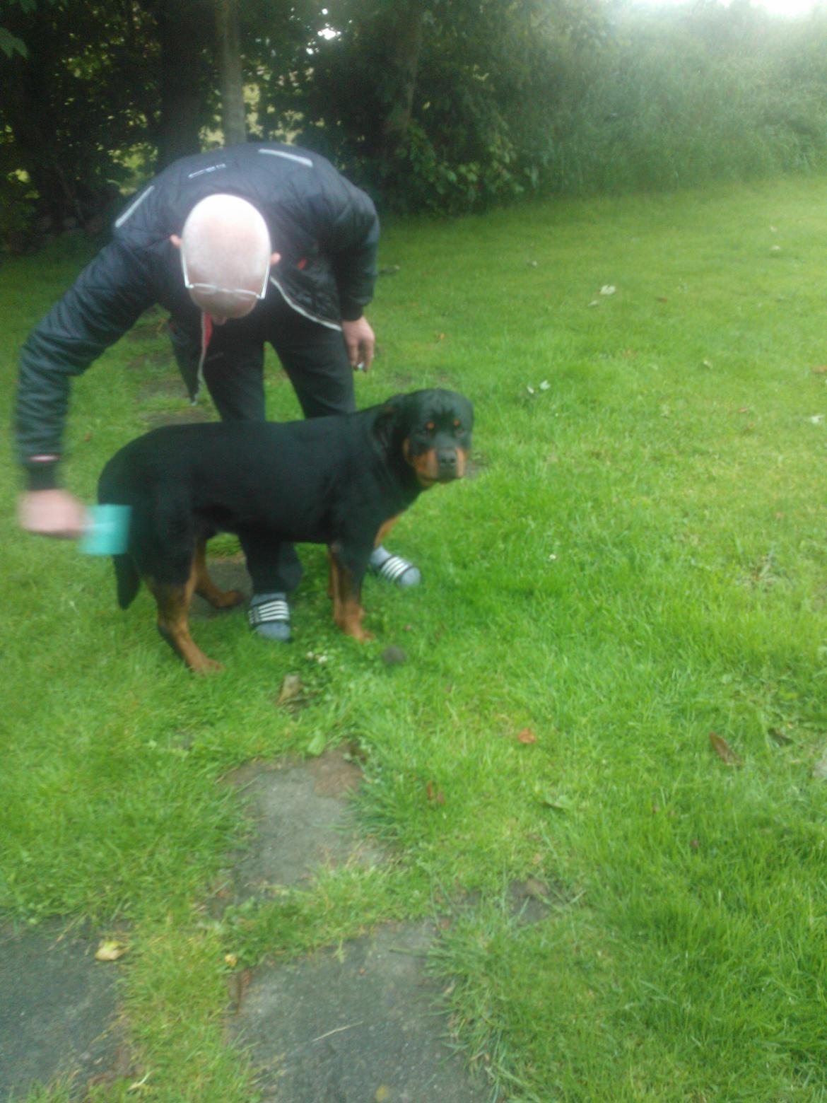 Rottweiler Vom Hause Luna's Nelson billede 3