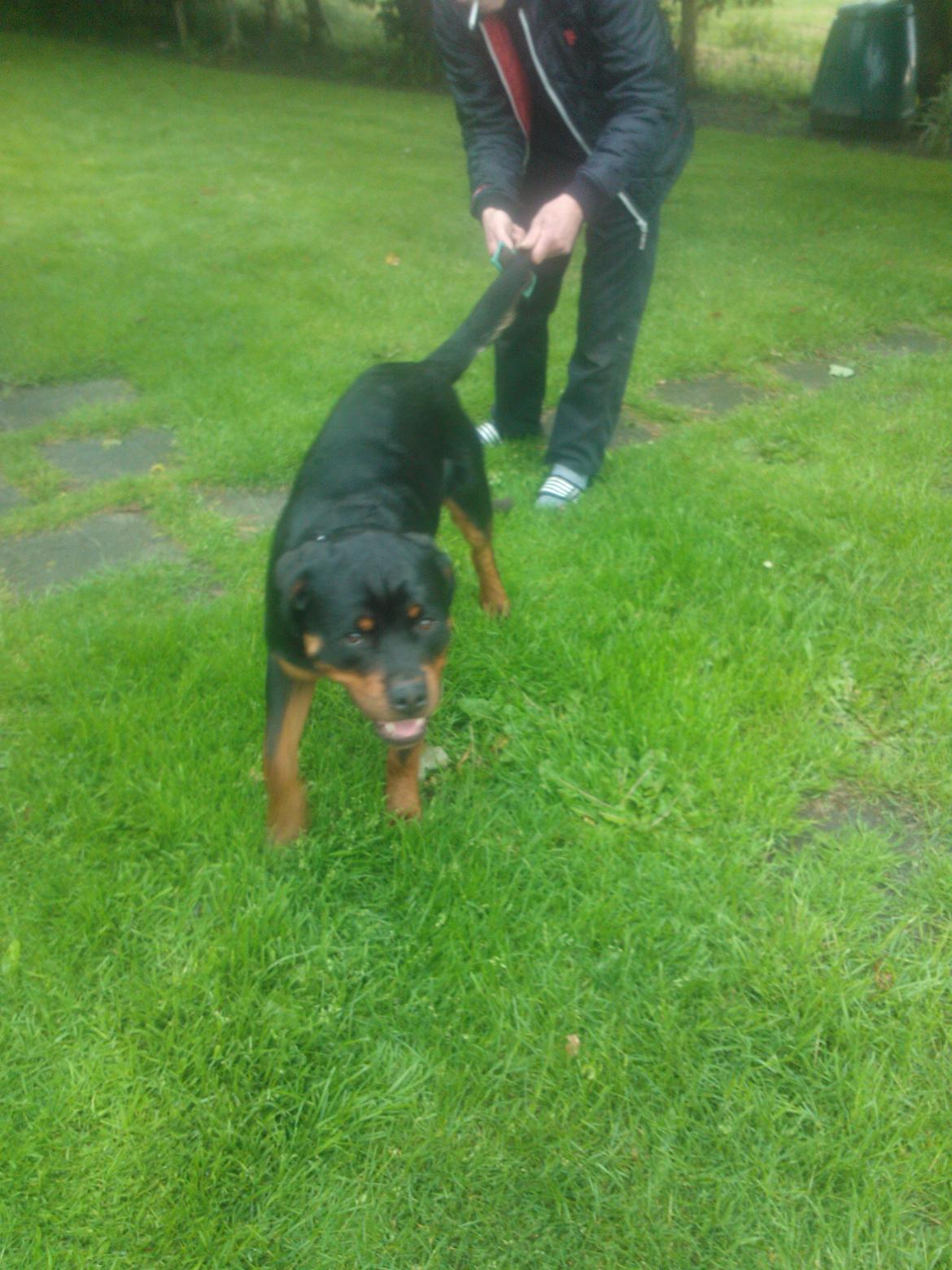 Rottweiler Vom Hause Luna's Nelson billede 4