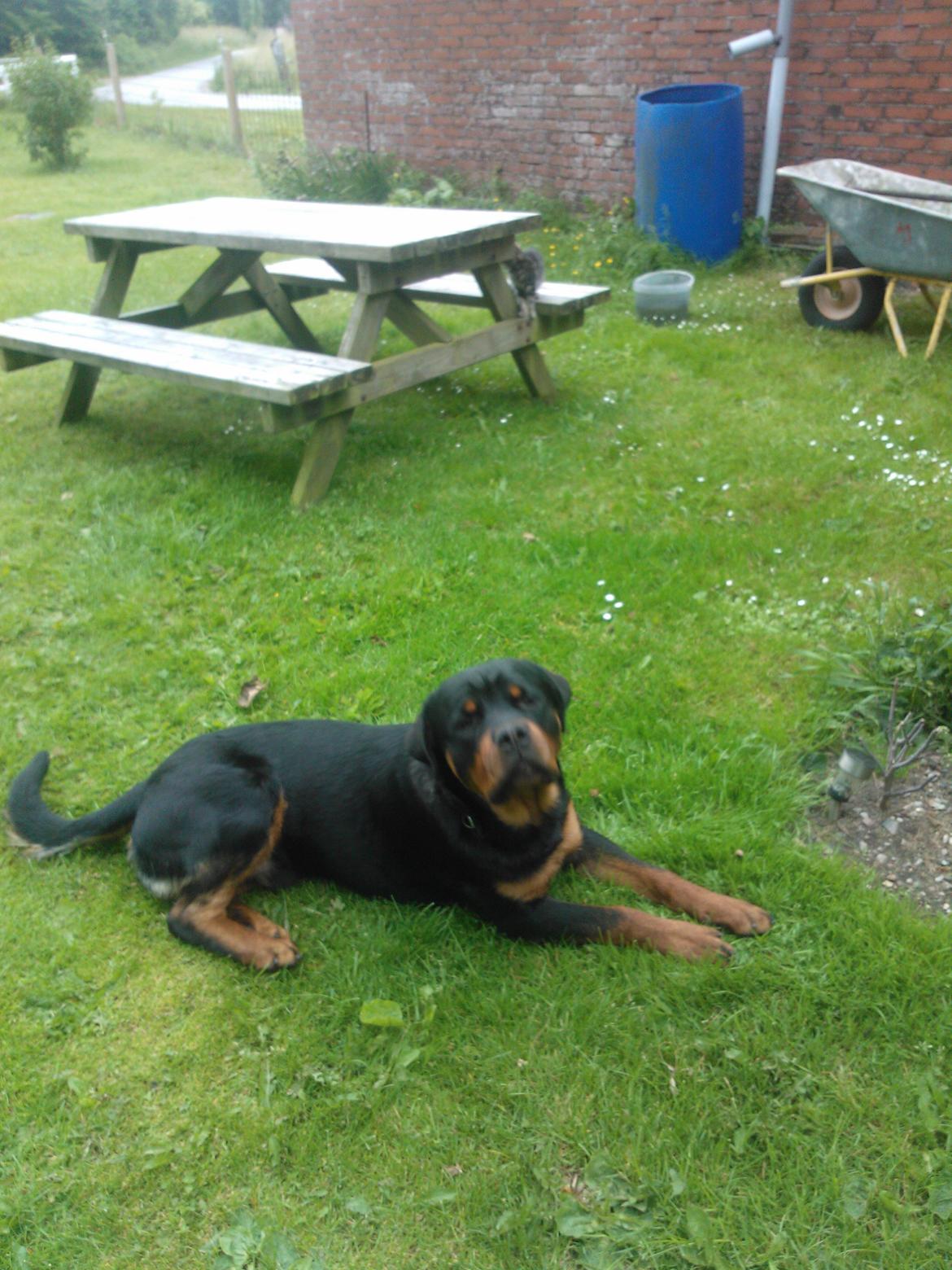 Rottweiler Vom Hause Luna's Nelson billede 5