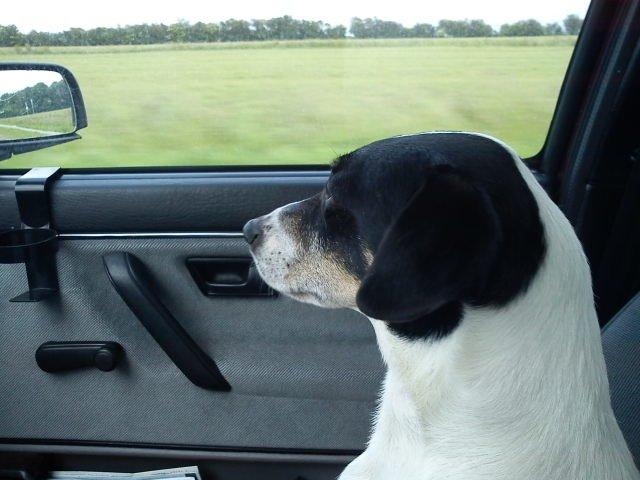 Blanding af racer Vappe - Hj&#230;lper mor med at tjekke at vi ikke k&#248;rer forkert billede 13