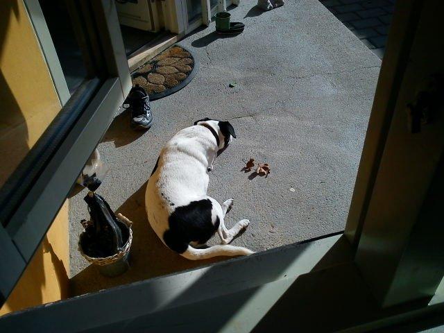 Blanding af racer Vappe - Eeeelsker solen - uhmmm billede 14