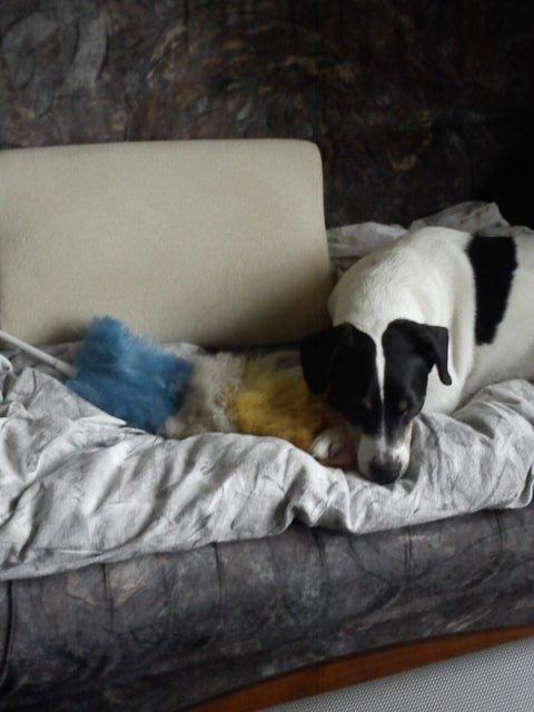 Blanding af racer Vappe - Har lige hjulpet mor med at t&#248;rre st&#248;v af - gaaab... Man blir tr&#230;t billede 15