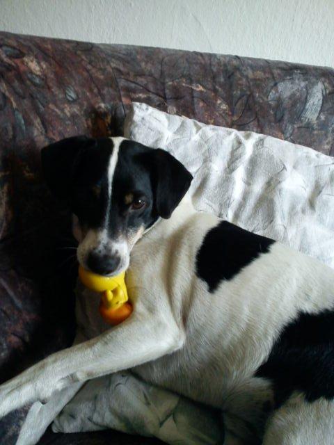 Blanding af racer Vappe - :) billede 16