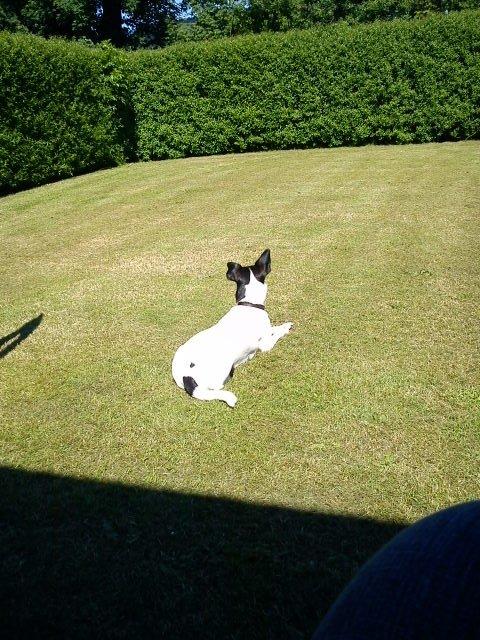 Blanding af racer Tøsen - Holder vagt og nyder samtidig solen billede 12