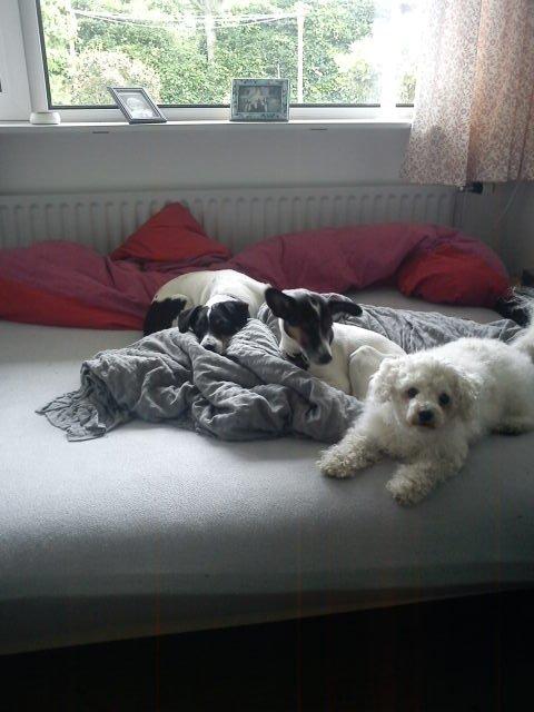 Blanding af racer Tøsen - Hygger med min elskede Vappe og "fætter" Taj  billede 13