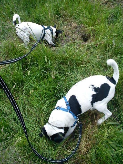 Blanding af racer Tøsen - Vi er gode til at grave men jeg er bedst ;) billede 14