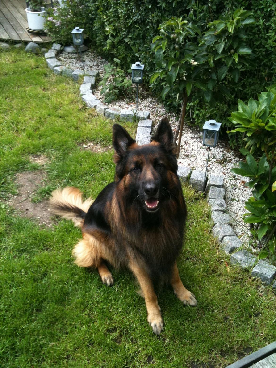 Schæferhund bonzo billede 1